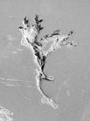 blaaswier (fucus vesiculosus) 9-2014 4117-